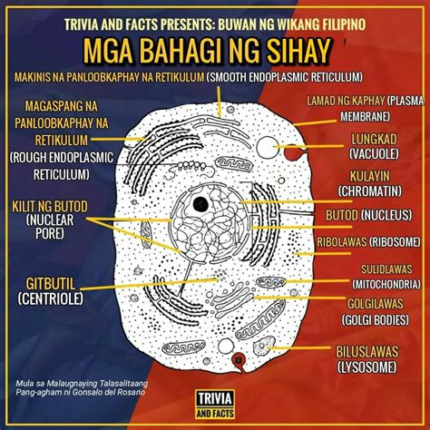 Biological in Tagalog.